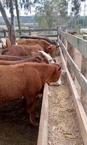 4a080195-1d0d-44d8-988c-3a89c3011d1c.jfif